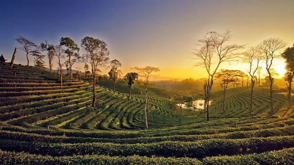 Assam